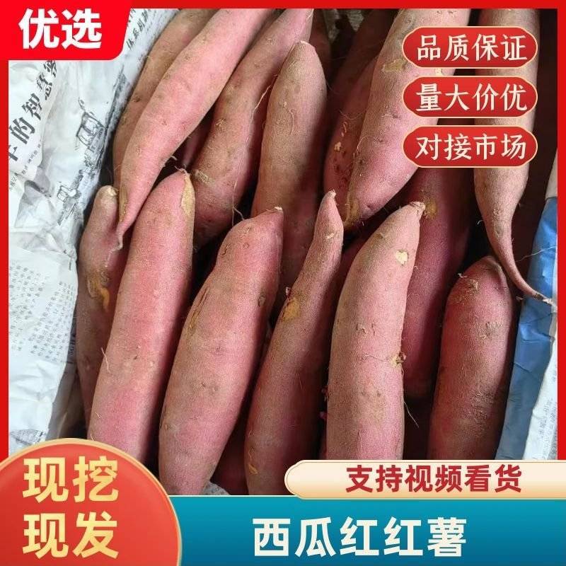 龙九西瓜红商薯洛薯烟薯品种齐全大量有货电商市场详谈