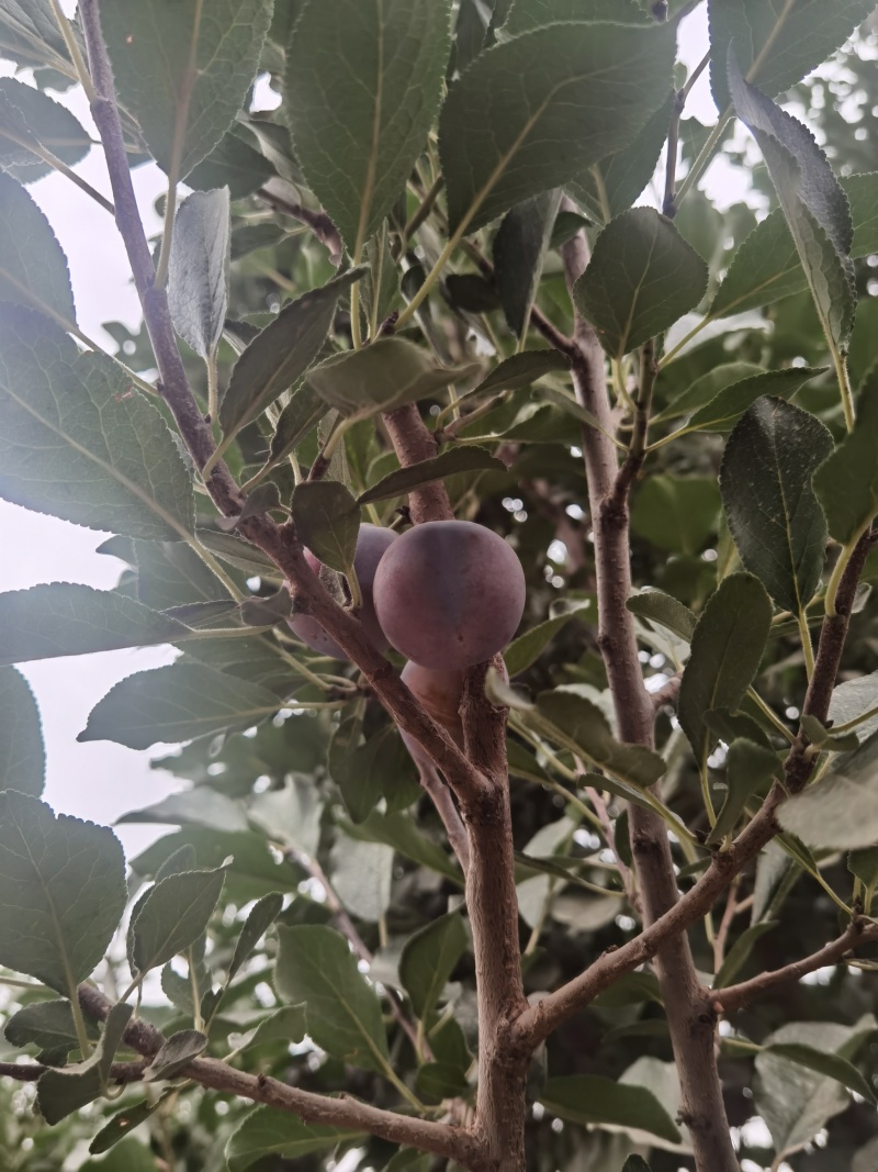 新疆法兰西西梅