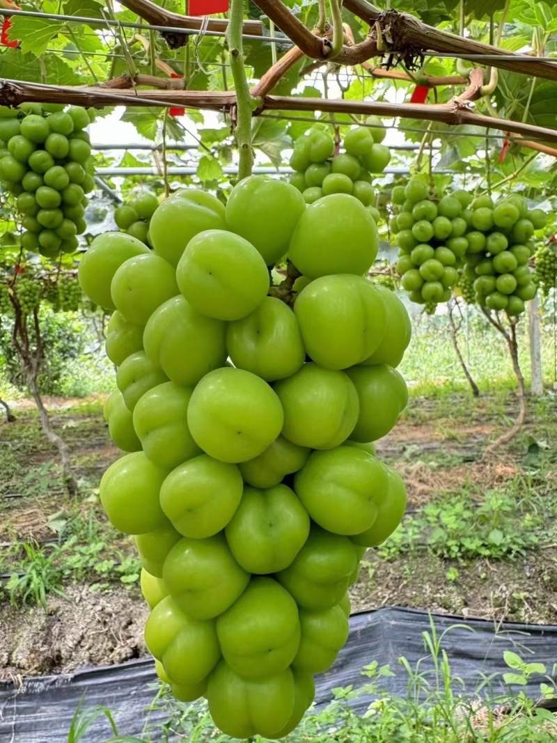 阳光玫瑰葡萄