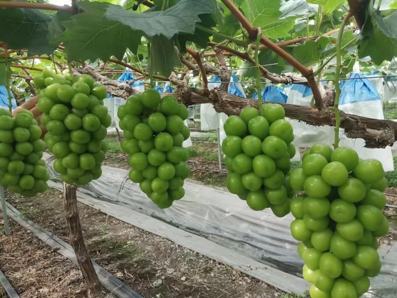 阳光玫瑰葡萄