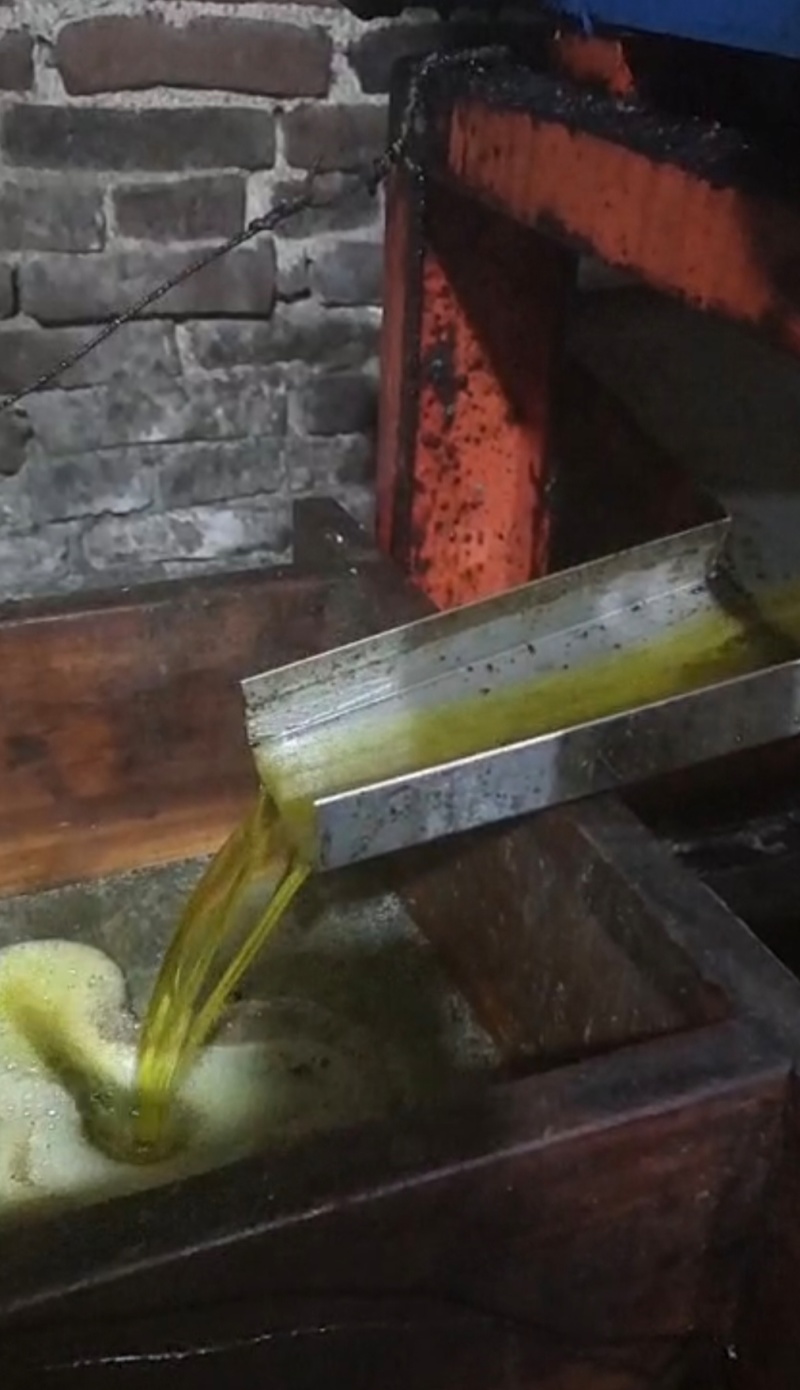 山茶油大量供应野生山茶油品质保证价格优惠
