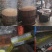 山茶油大量供应野生山茶油品质保证价格优惠