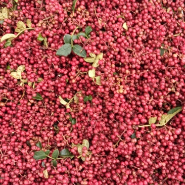 新鲜红花椒大量上市价格美丽欢迎联系
