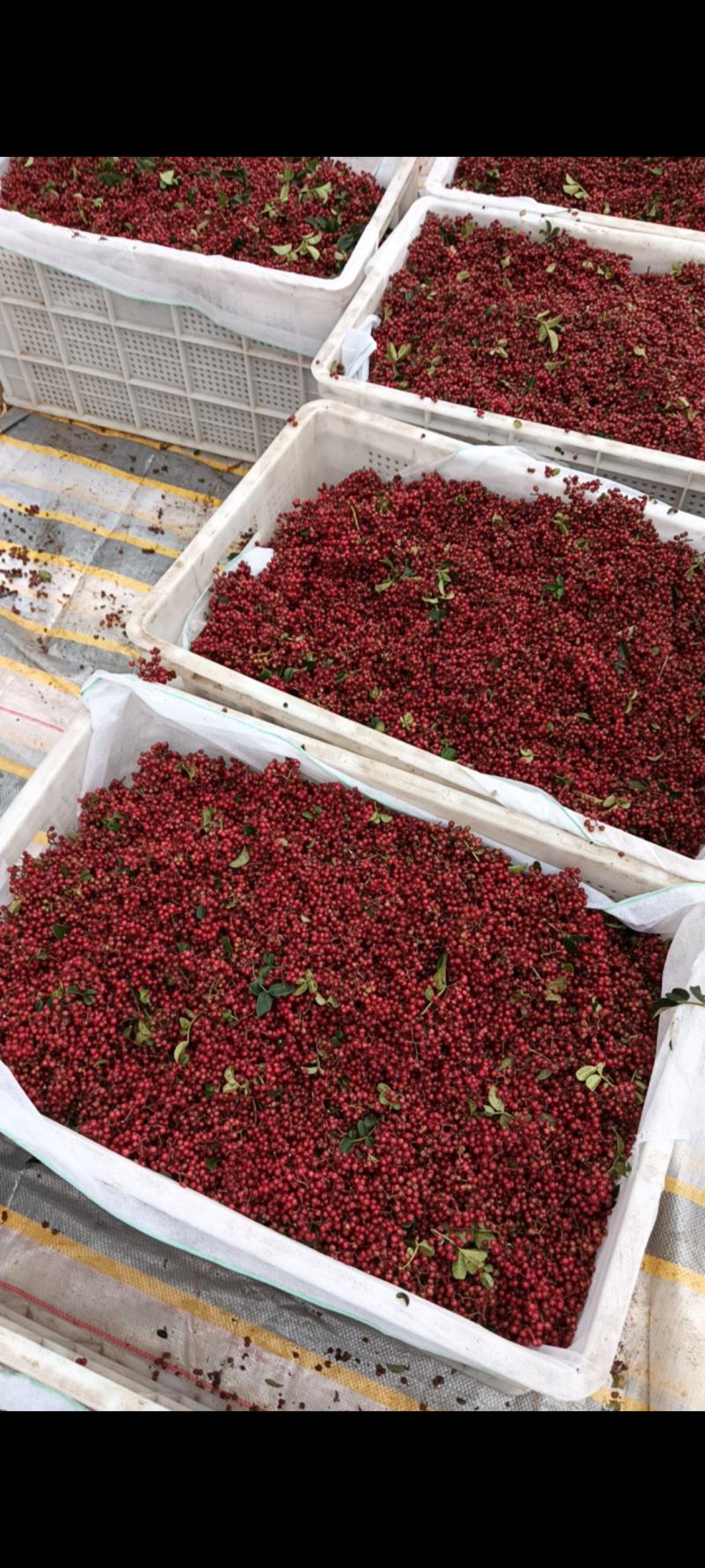 新鲜红花椒大量上市价格美丽欢迎联系