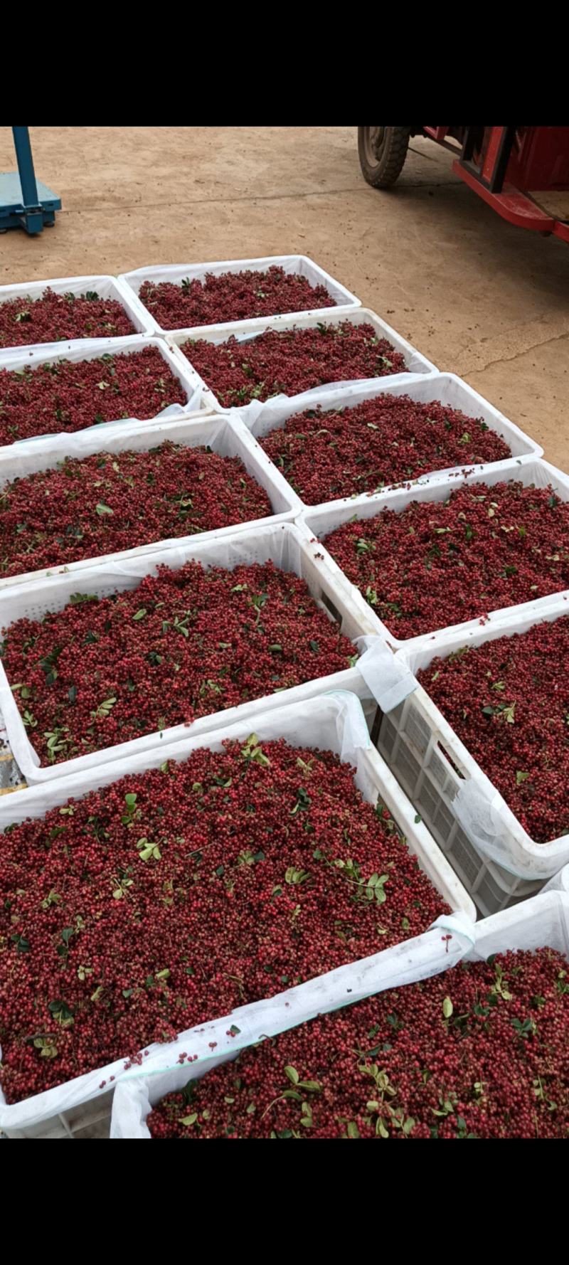 新鲜红花椒大量上市价格美丽欢迎联系