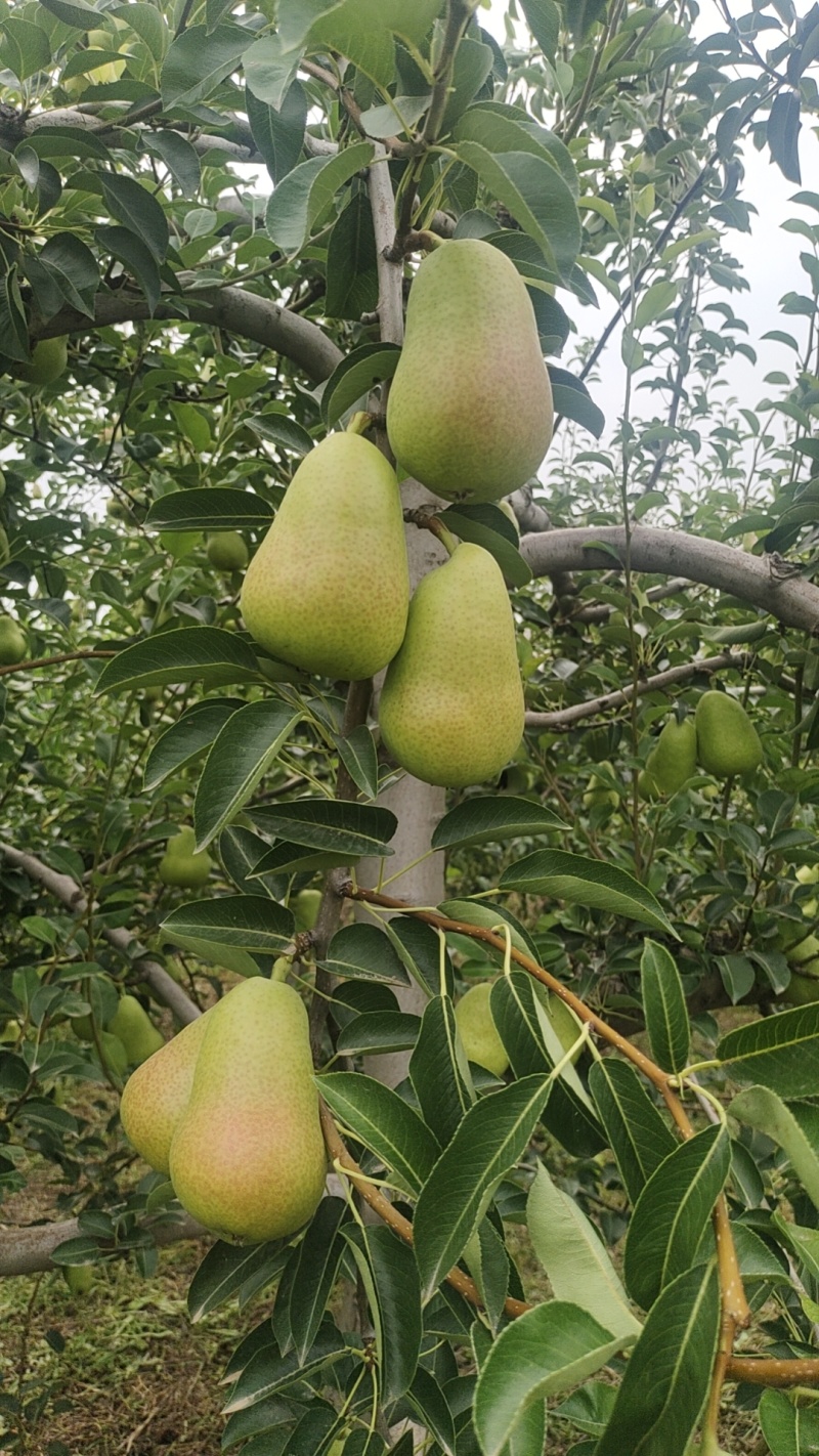 陕西香蕉梨批发洋梨葫芦梨茄梨大头梨耐储运整车供货