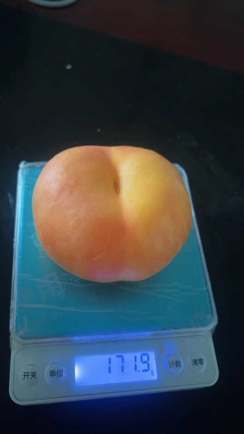 河北饶阳精品桃子大量上市，皮毛漂亮，口感嘎嘎甜