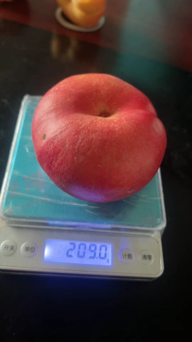 河北饶阳精品桃子大量上市，皮毛漂亮，口感嘎嘎甜