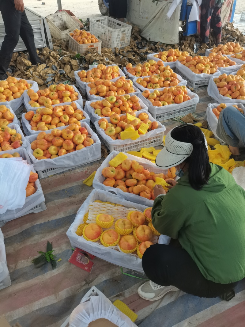 河北饶阳精品桃子大量上市，皮毛漂亮，口感嘎嘎甜