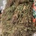 仙鹤草龙牙草子母草狼牙草中药材啊