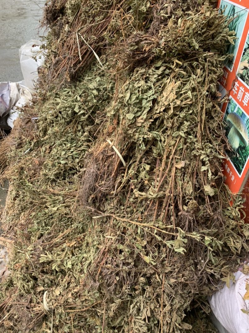 仙鹤草龙牙草子母草狼牙草中药材啊