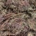 仙鹤草龙牙草子母草狼牙草中药材啊