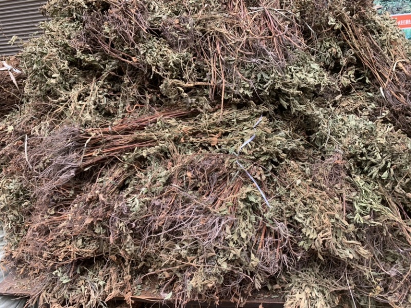 仙鹤草龙牙草子母草狼牙草中药材啊