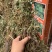 仙鹤草龙牙草子母草狼牙草中药材啊