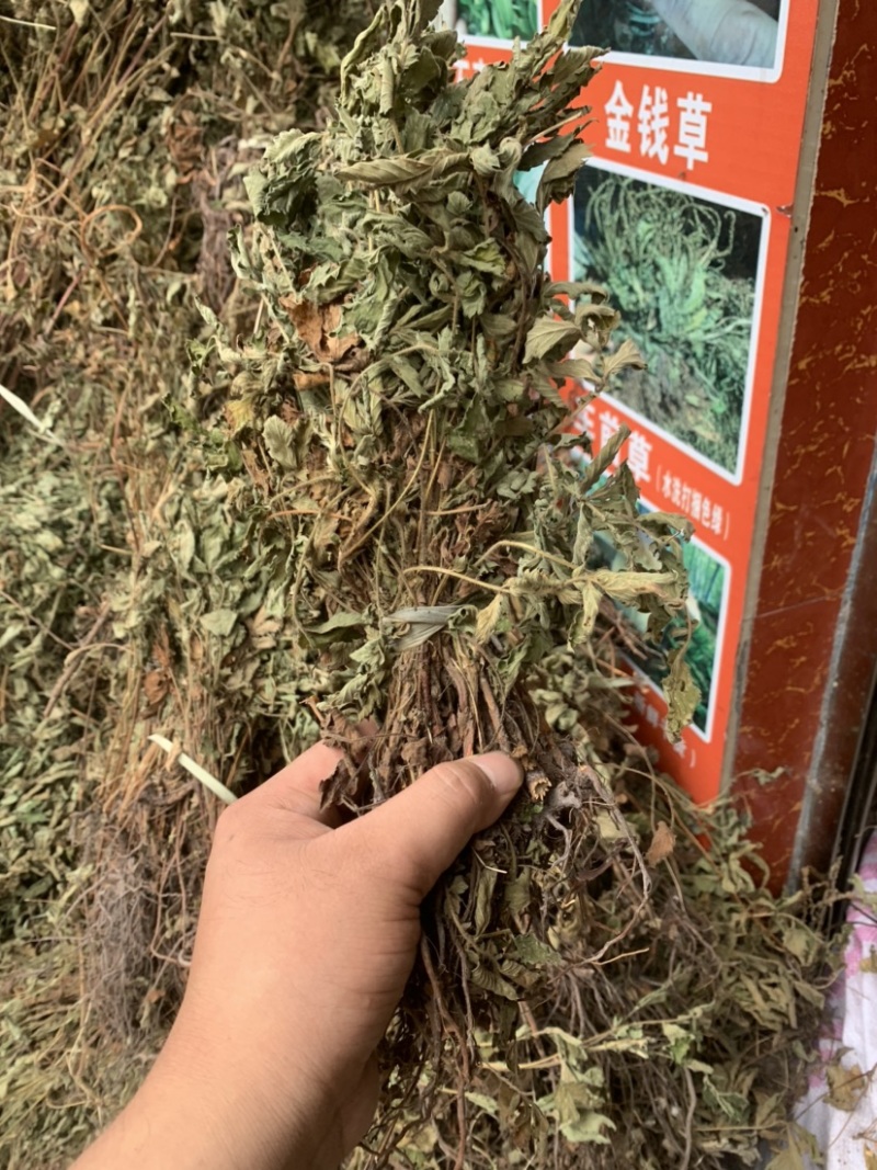 仙鹤草龙牙草子母草狼牙草中药材啊