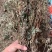 仙鹤草龙牙草子母草狼牙草中药材啊