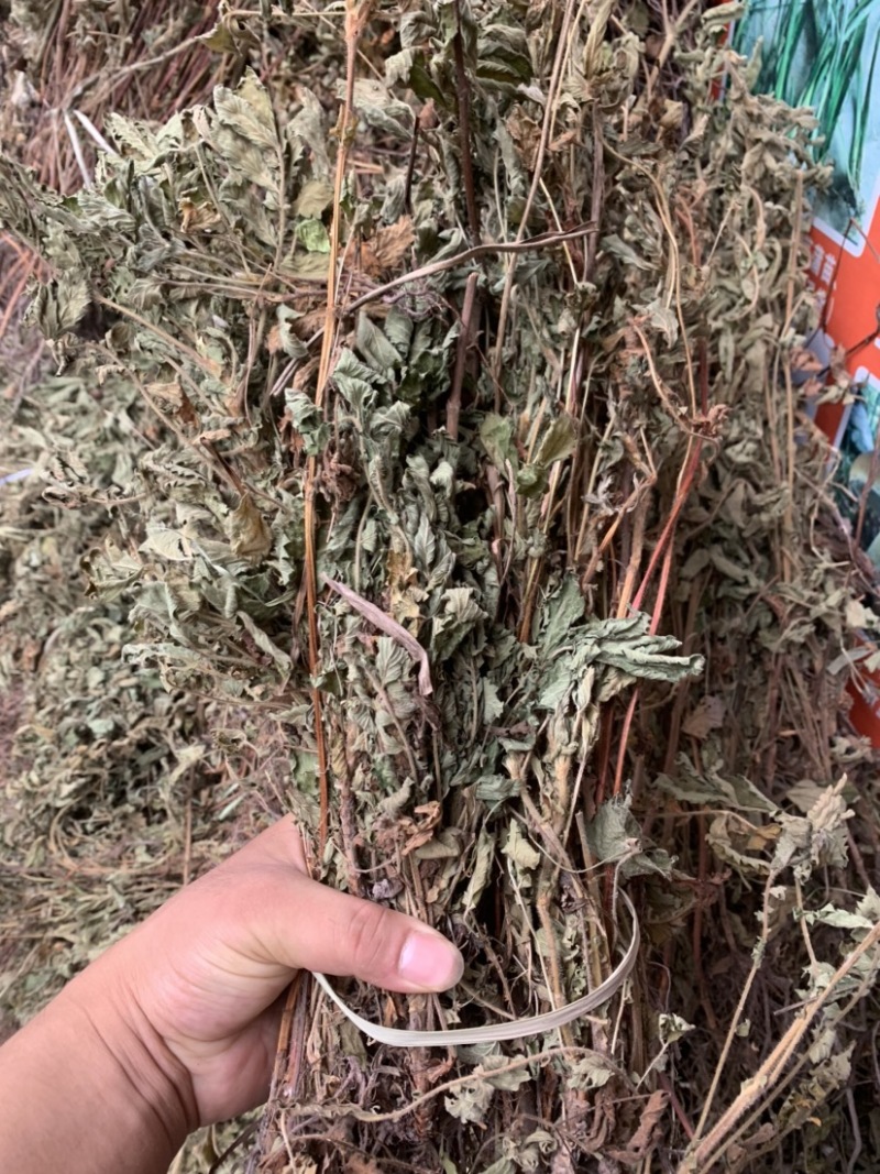 仙鹤草龙牙草子母草狼牙草中药材啊
