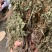 仙鹤草龙牙草子母草狼牙草中药材啊