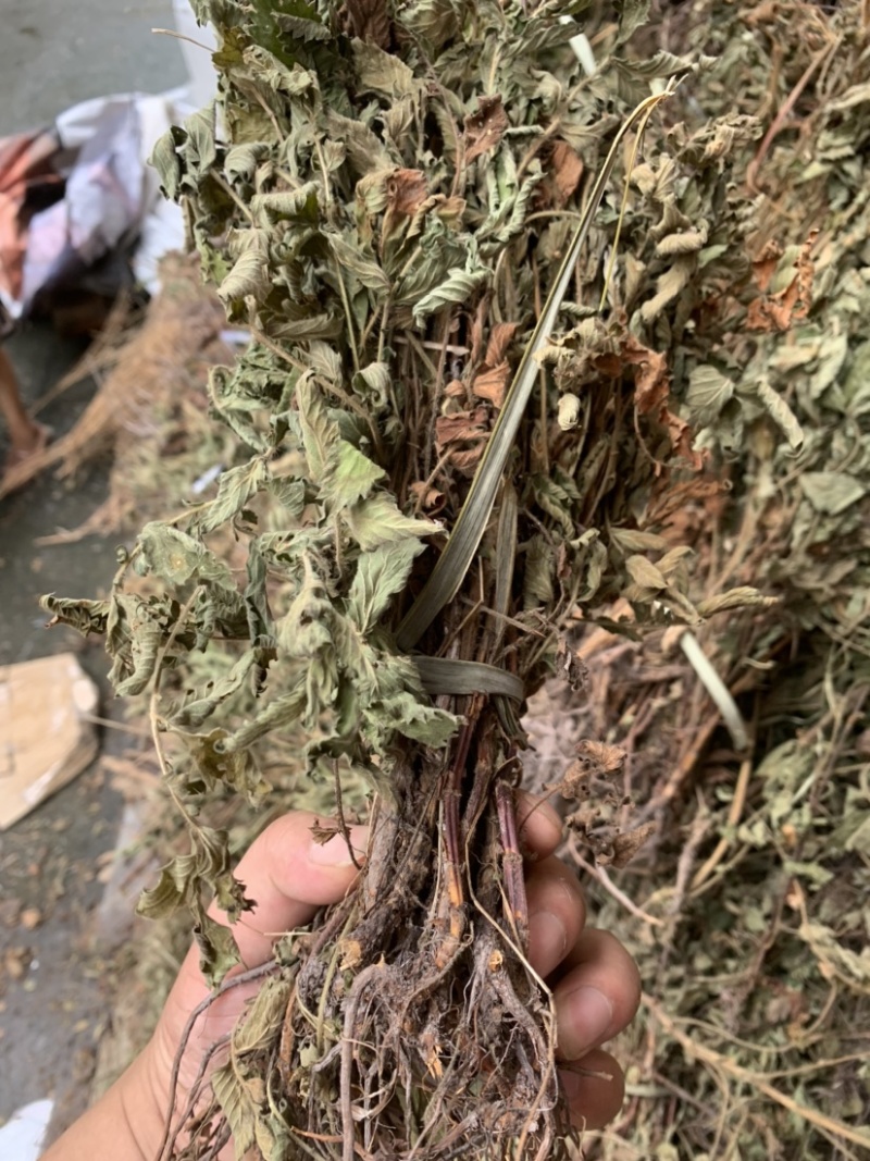 仙鹤草龙牙草子母草狼牙草中药材啊