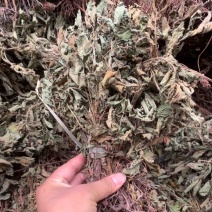 仙鹤草龙牙草子母草狼牙草中药材啊