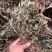 仙鹤草龙牙草子母草狼牙草中药材啊