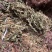 仙鹤草龙牙草子母草狼牙草中药材啊
