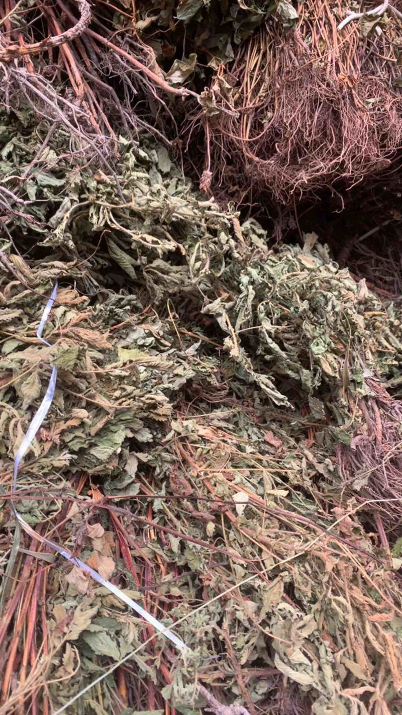 仙鹤草龙牙草子母草狼牙草中药材啊