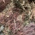 仙鹤草龙牙草子母草狼牙草中药材啊