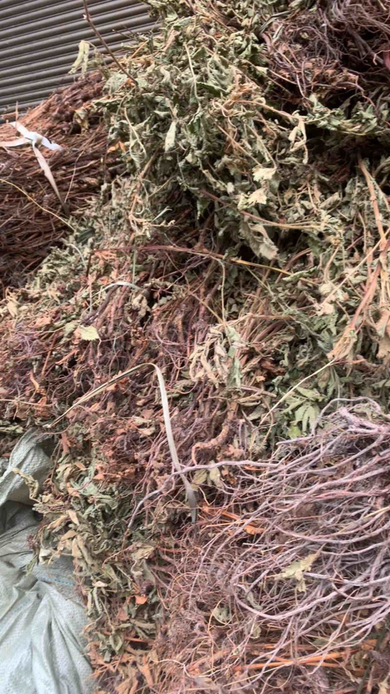 仙鹤草龙牙草子母草狼牙草中药材啊