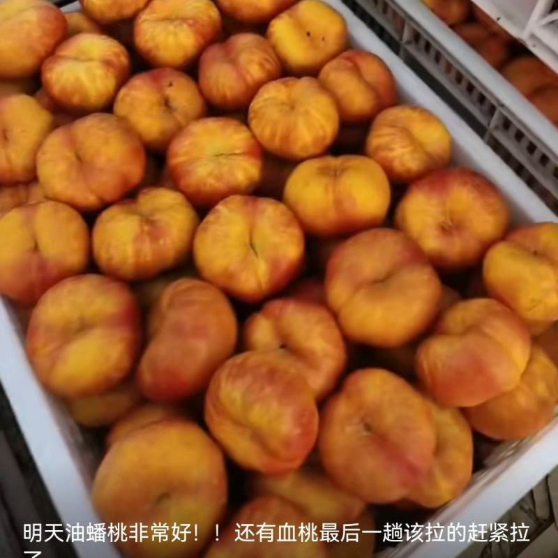油蟠九油蟠桃