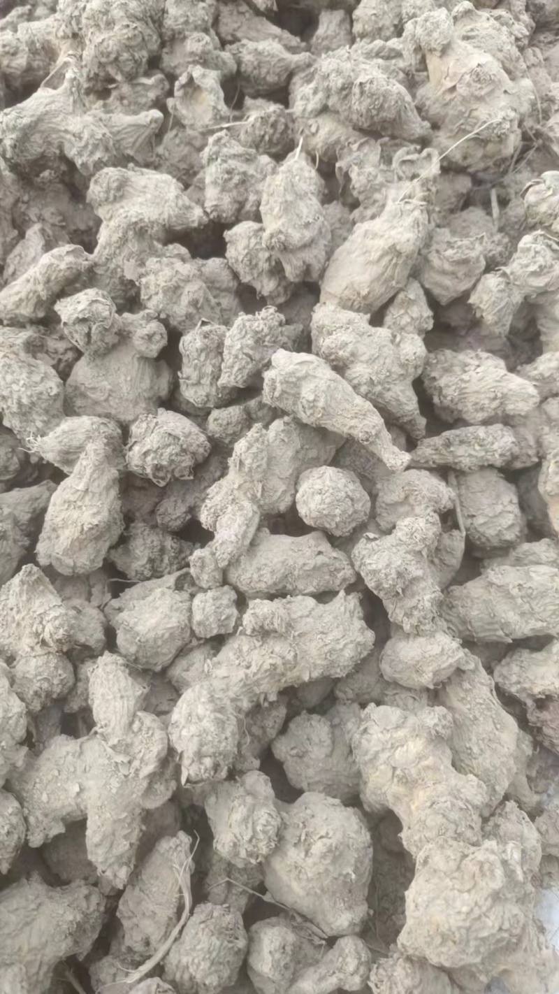 山西半干洋姜菊芋大量有货质量优良欢迎来电咨询