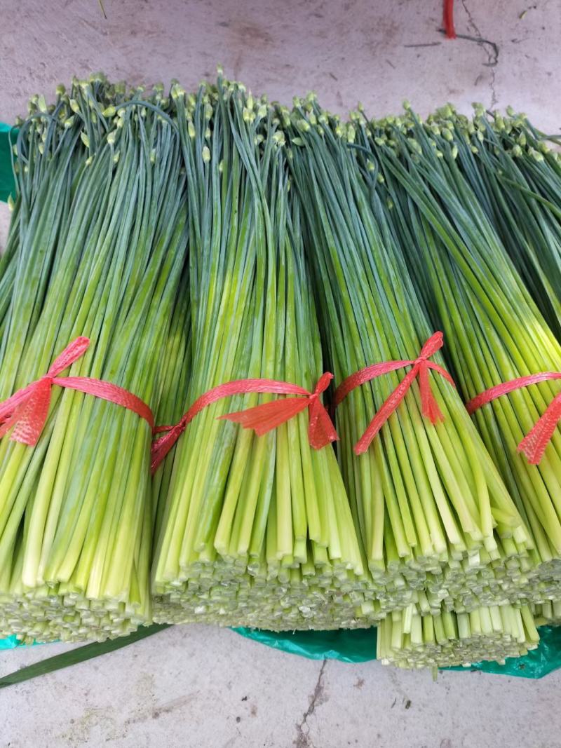 万亩耐寒韭苔韭菜基地一手货源，对接各大市场可打冷发车