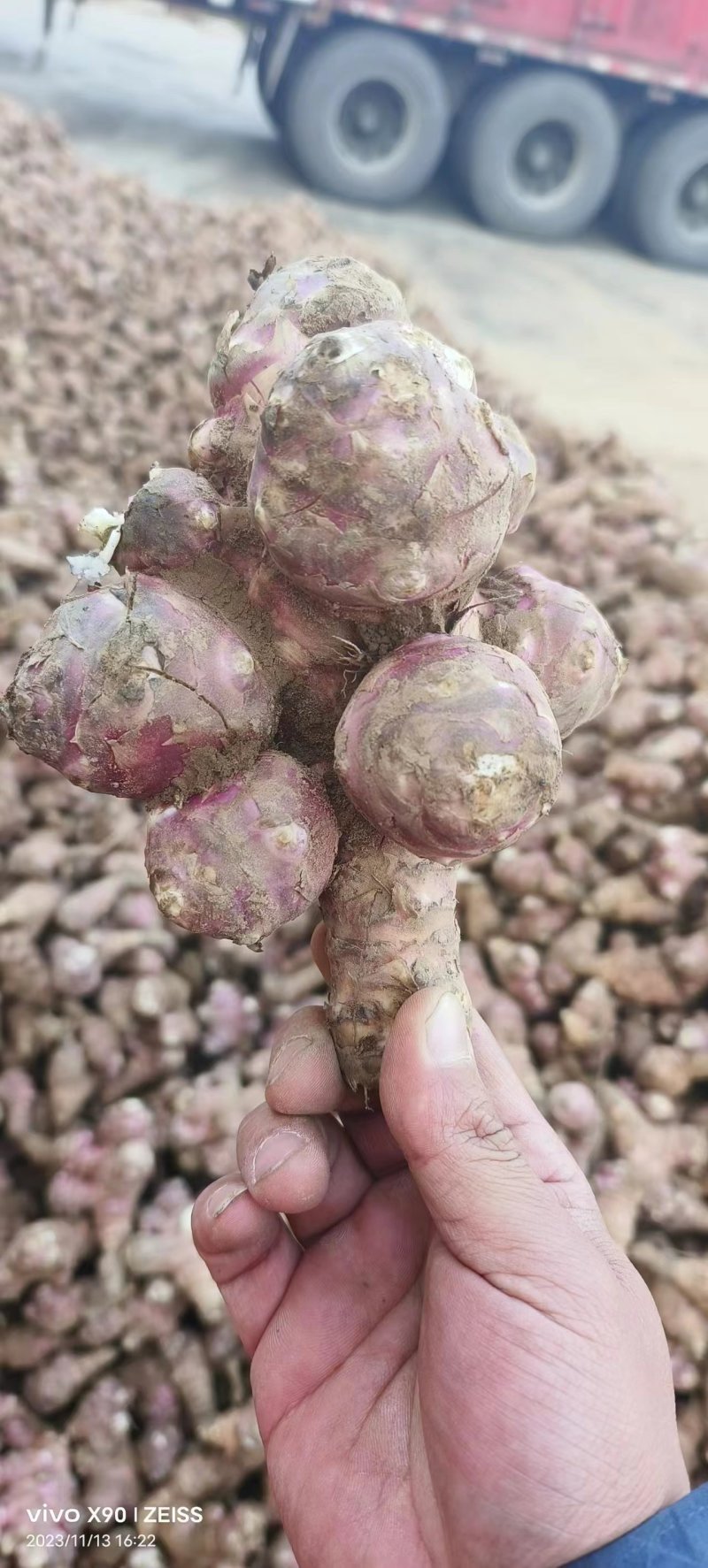 精品山西红洋姜，量大质优产地直发欢迎来电咨询