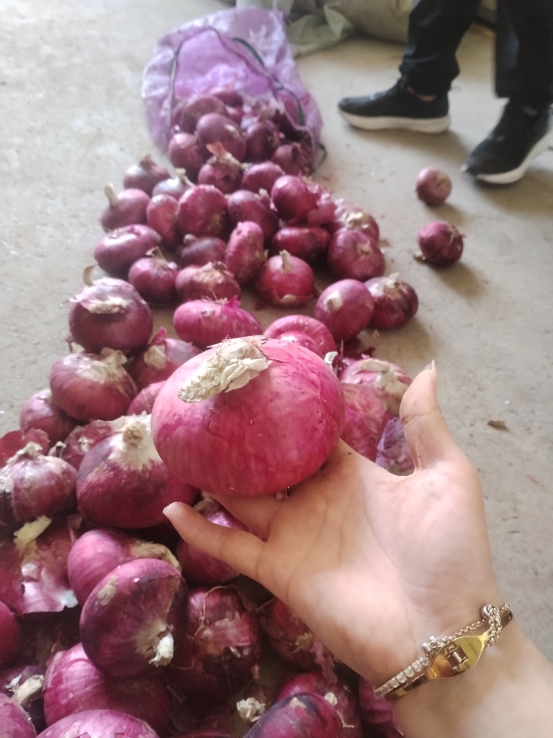 冷库精品洋葱