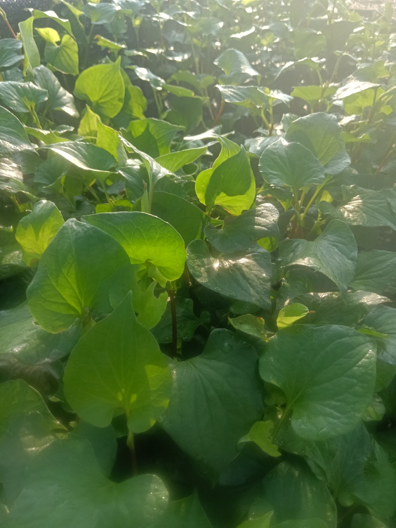 鱼腥草