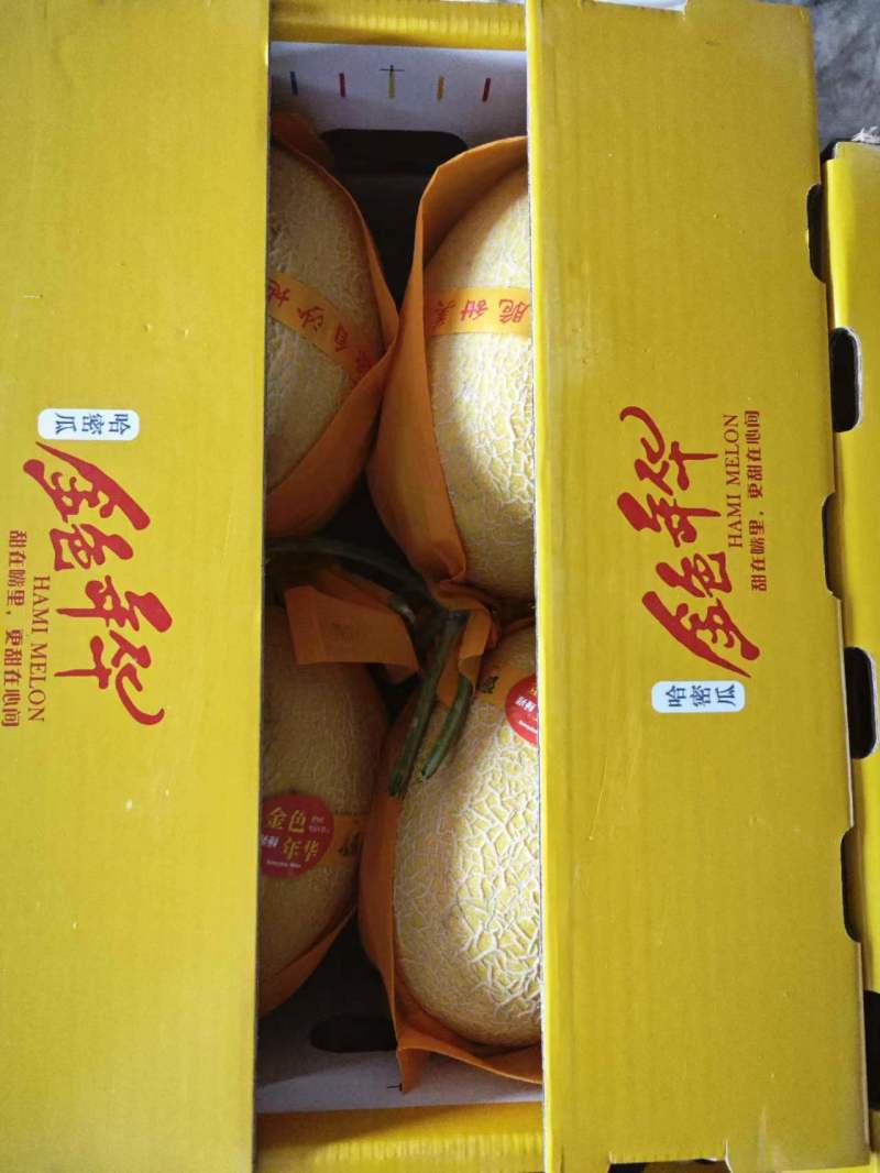 新疆吐鲁番哈密瓜金色年华大量供应档口以出口社区平台。