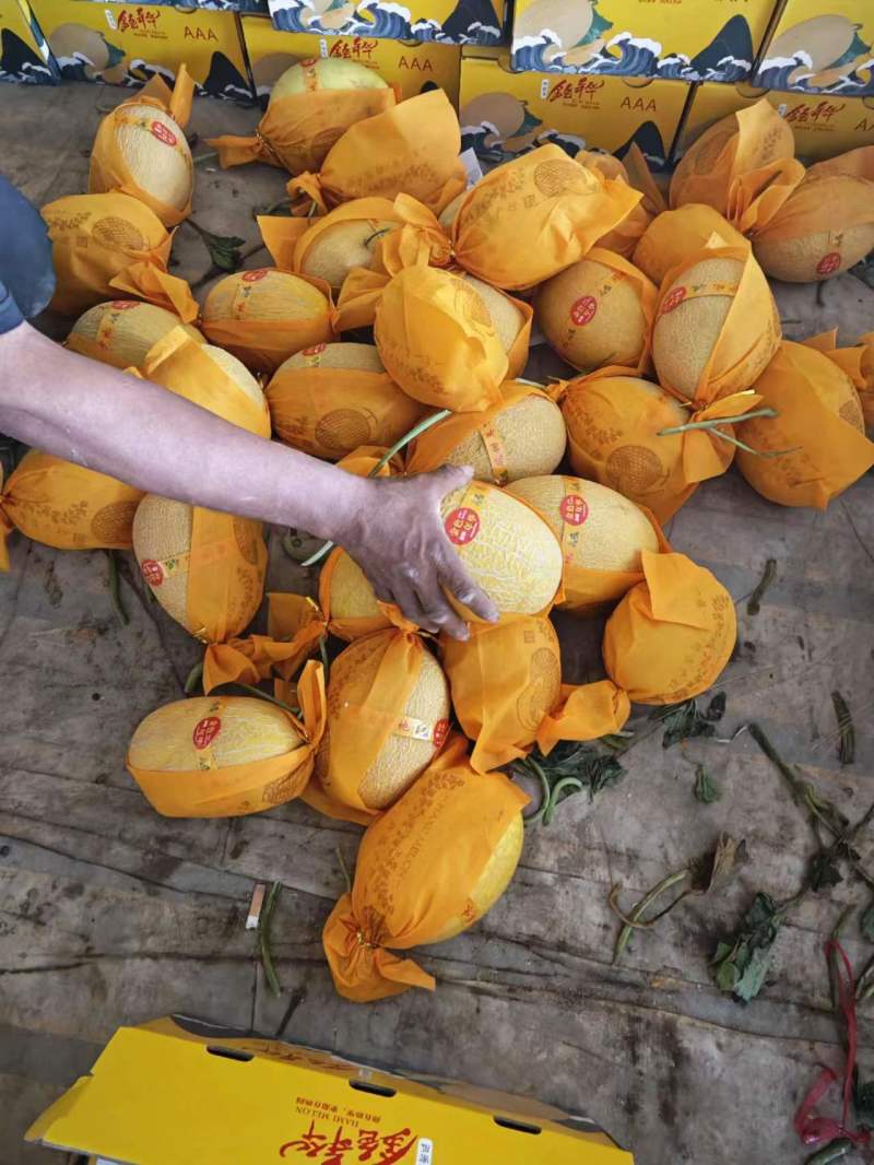 新疆吐鲁番哈密瓜金色年华大量供应档口以出口社区平台。