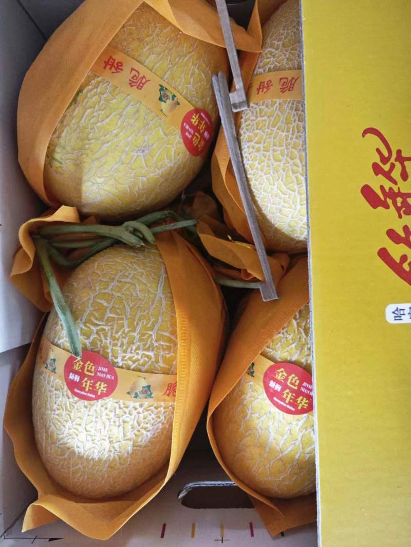 新疆吐鲁番哈密瓜金色年华大量供应档口以出口社区平台。