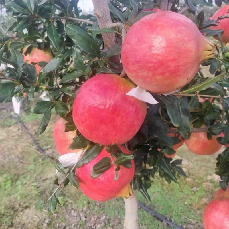 会理软籽石榴