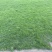 马尼拉草皮