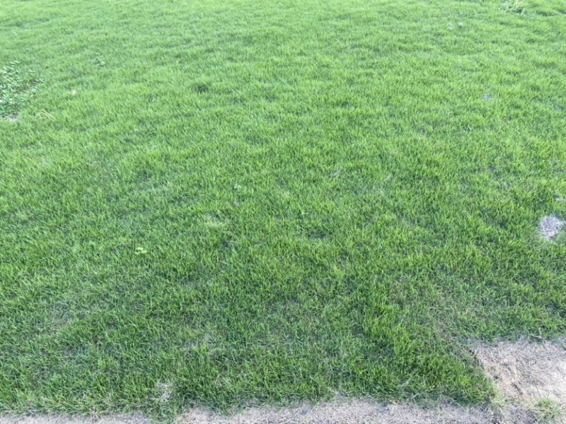 马尼拉草皮