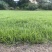 马尼拉草皮