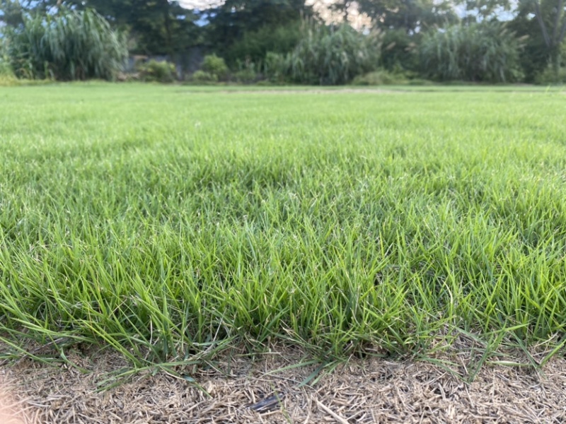 马尼拉草皮