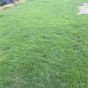 马尼拉草皮