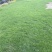 马尼拉草皮