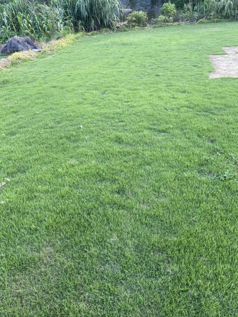 马尼拉草皮