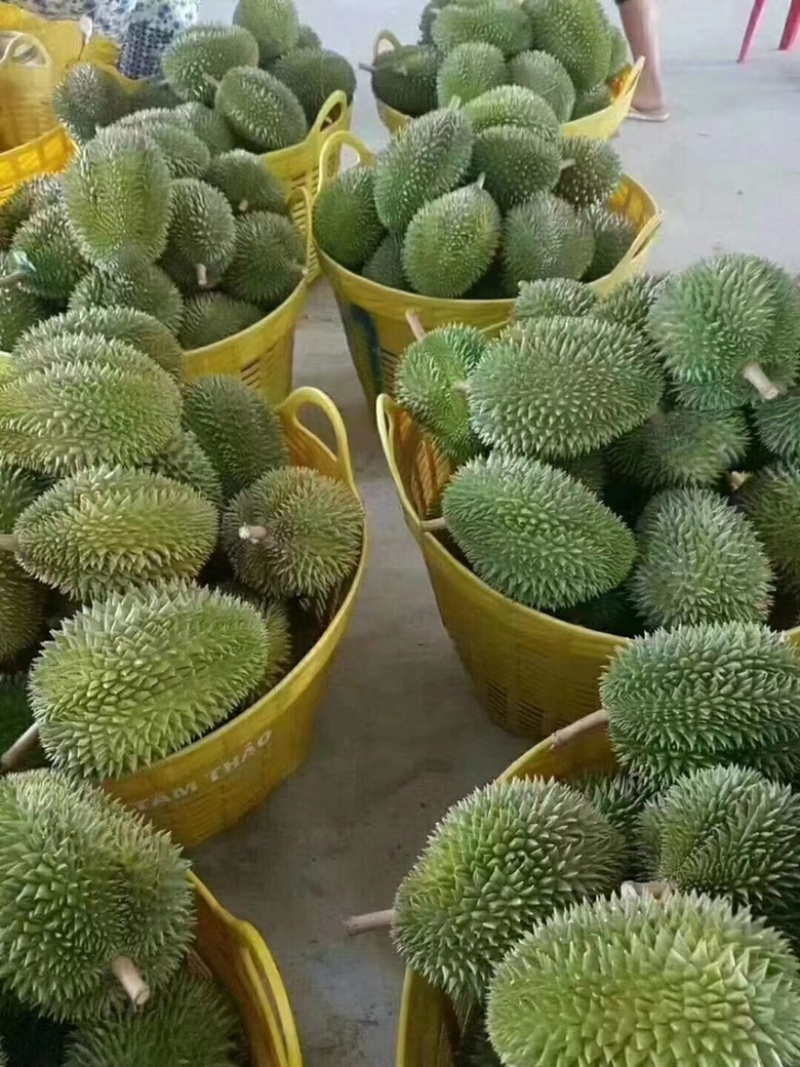榴莲，