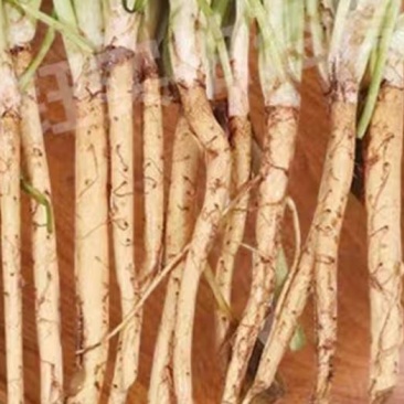食叶草苗(蛋白菜，长寿菜等等)