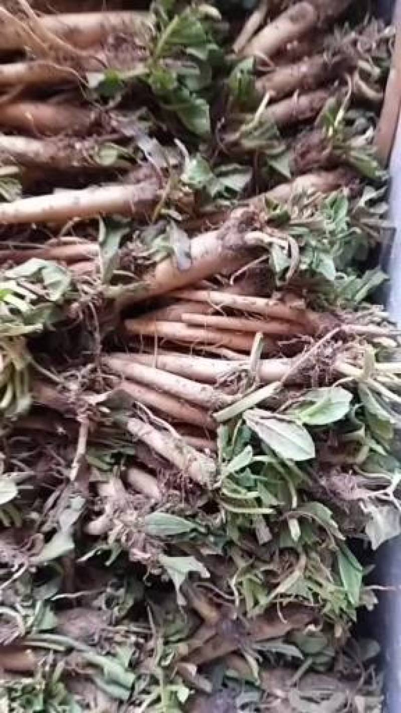 食叶草苗(蛋白菜，长寿菜等等)