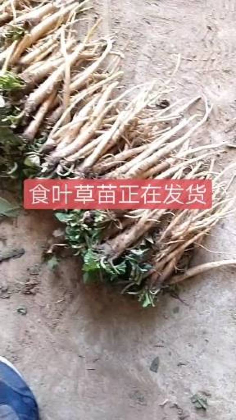 食叶草苗(蛋白菜，长寿菜等等)